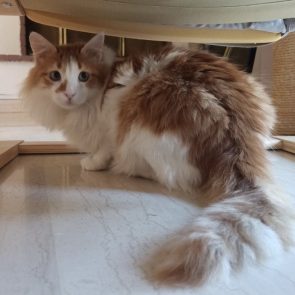 Orange and white cat looking over shoulder